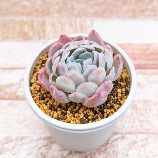 韓国苗　オレンジアイス　発根済み　多肉植物
