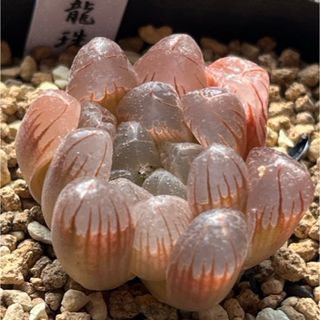 ハオルチア 桃色龍珠(微発根)⑨
