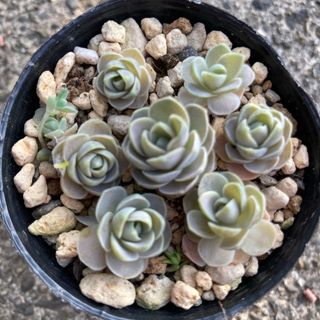 ②【多肉植物】子持ち蓮華 カット苗！ポットの苗全て♪